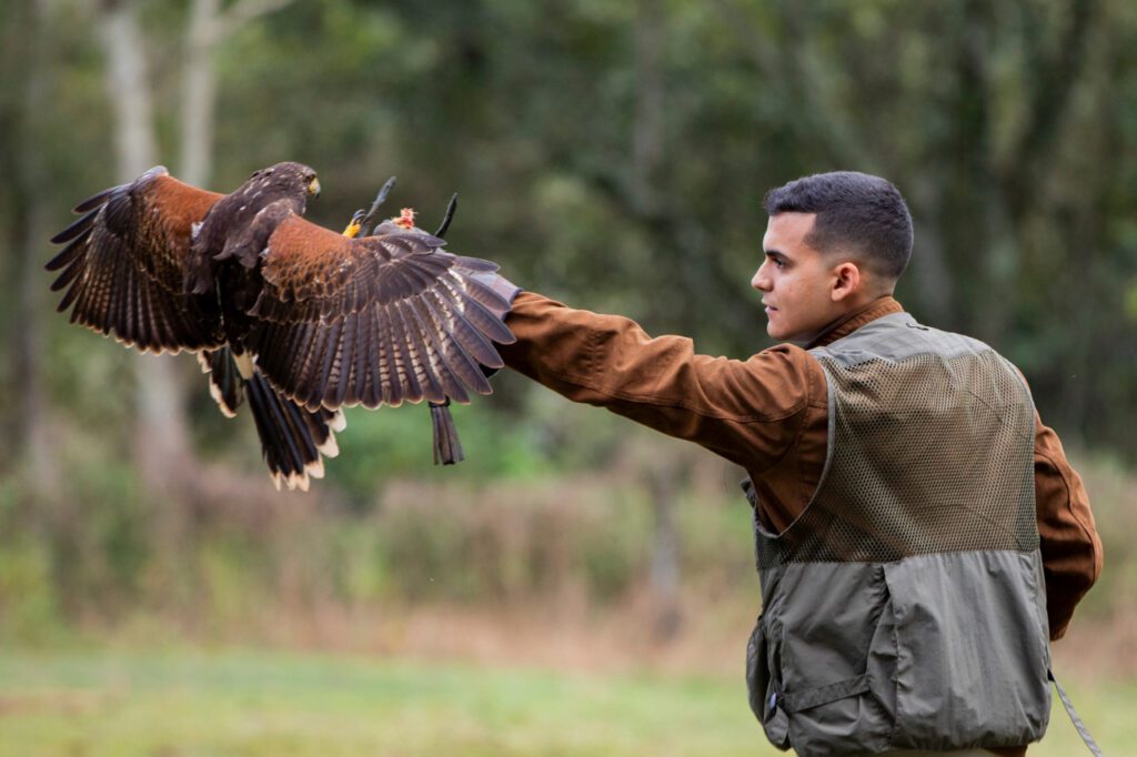 Falcão sendo estimulado a caçar, durante a exibição de voo livre no Centro de Falcoaria. Opção de Passeio Escolar para estudar a Cadeia Alimentar
