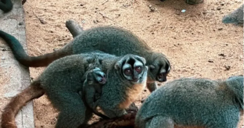 Capa do notícia: macaco da noite - eco park foz