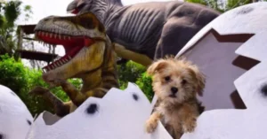 Capa do blog: atrações pet friendly em foz do iguaçu