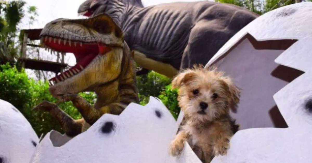 Capa do blog: atrações pet friendly em foz do iguaçu