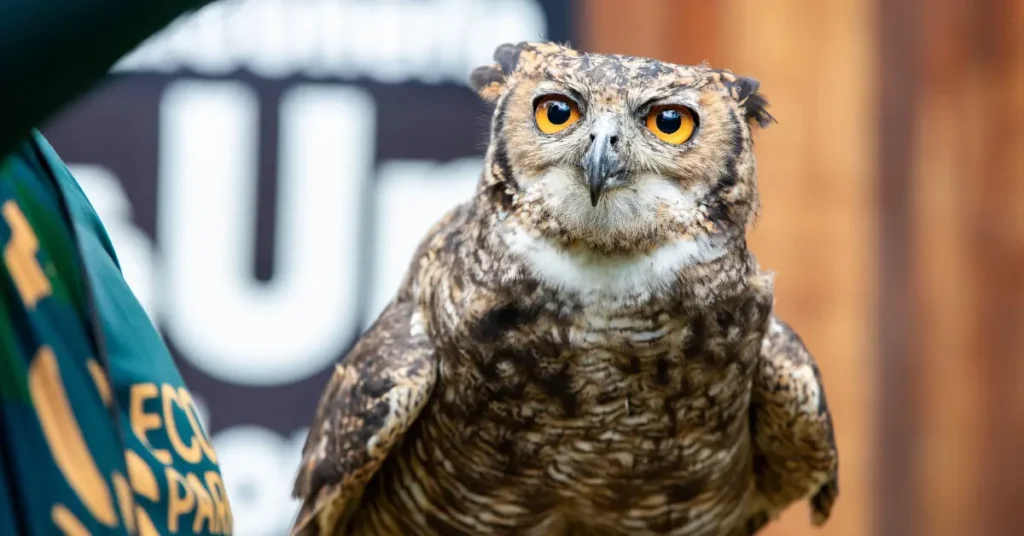 Eco Park virou Zoo Park em Foz do Iguaçu: o que mudou e o que esperar da nova experiência